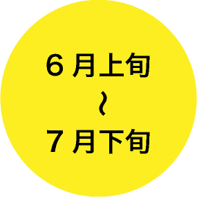6月上旬~7月下旬